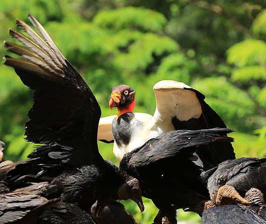 King vulture (sarcoramphe roi)