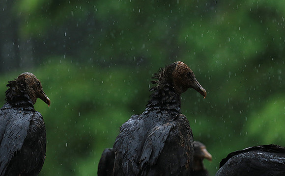Black vultures