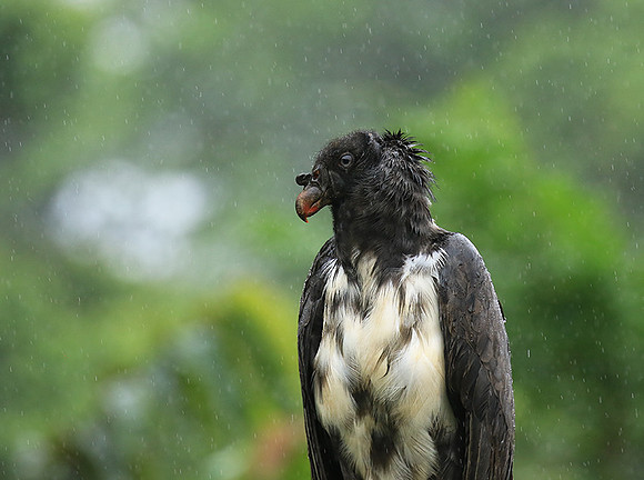 King vulture (sarcoramphe roi)
