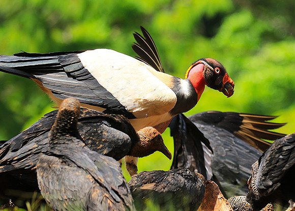 King vulture (sarcoramphe roi)