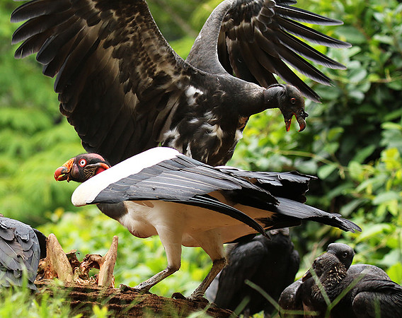 King vulture (sarcoramphe roi)