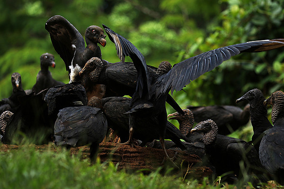 King vulture (sarcoramphe roi)