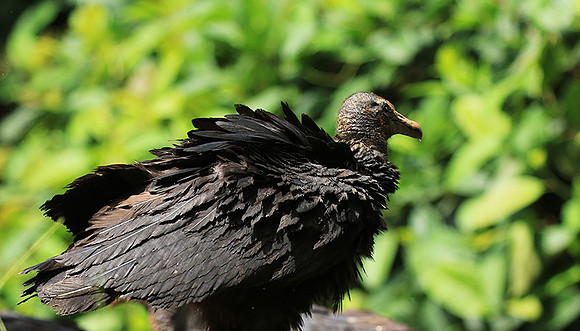 Black vulture