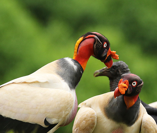 King vulture (sarcoramphe roi)