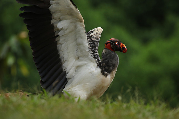 King vulture (sarcoramphe roi)