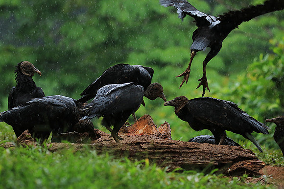 Black vultures