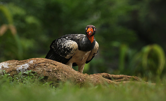 King vulture (sarcoramphe roi)