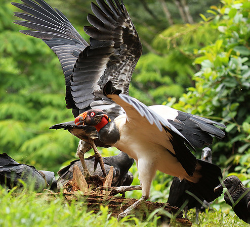 King vulture (sarcoramphe roi)