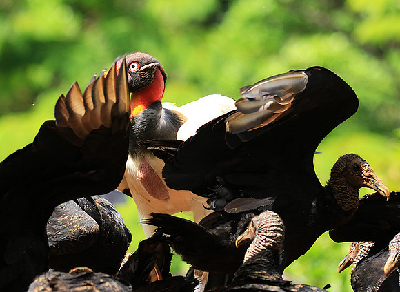King vulture (sarcoramphe roi)