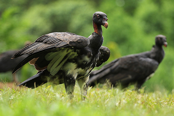 King vulture (sarcoramphe roi)