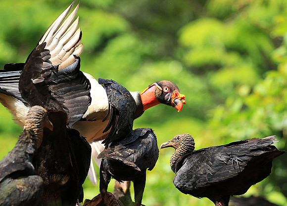 King vulture (sarcoramphe roi)