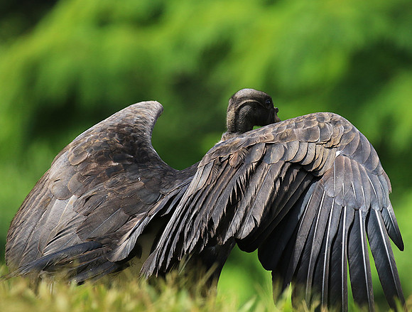 King vulture (sarcoramphe roi)