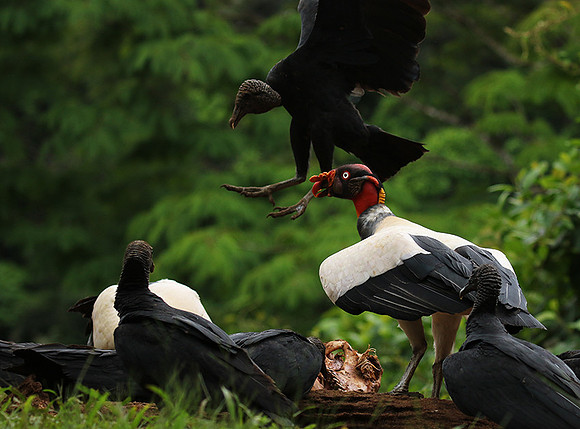 King vulture (sarcoramphe roi)