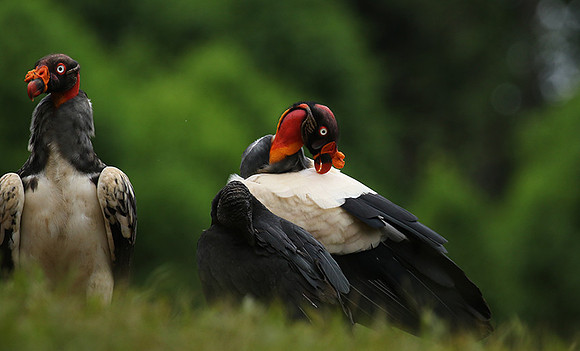 King vulture (sarcoramphe roi)