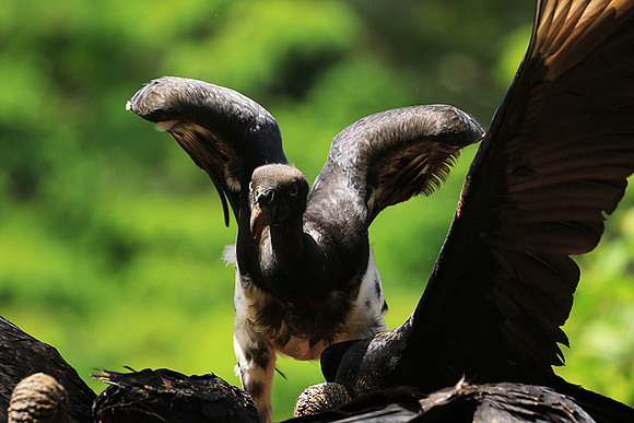 King vulture (sarcoramphe roi)
