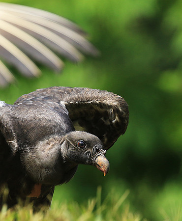 King vulture (sarcoramphe roi)