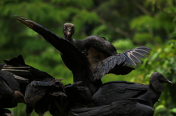 King vulture (sarcoramphe roi)