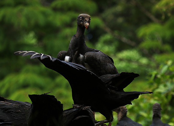 King vulture (sarcoramphe roi)