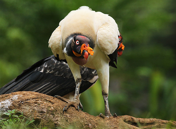 King vulture (sarcoramphe roi)