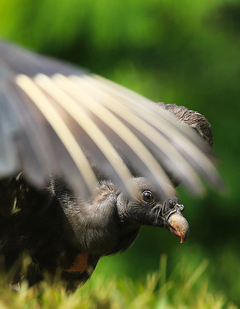 King vulture (sarcoramphe roi)