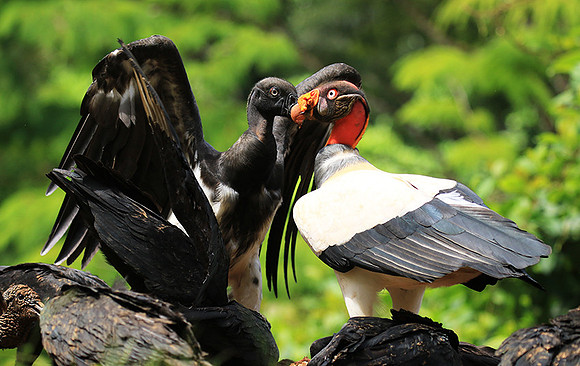 King vulture (sarcoramphe roi)