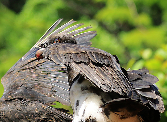 King vulture (sarcoramphe roi)