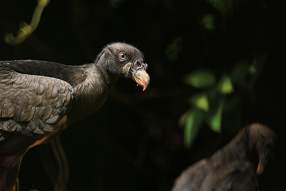 King vulture (sarcoramphe roi)