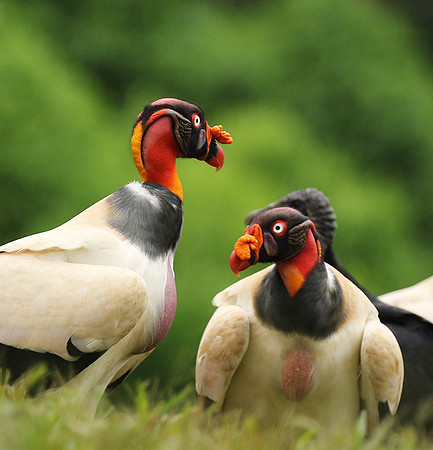 King vulture (sarcoramphe roi)