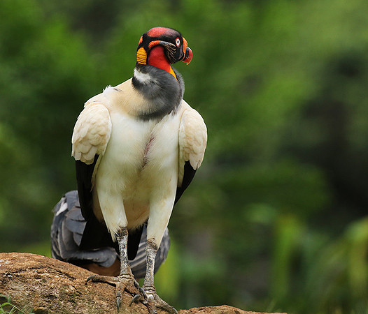 King vulture (sarcoramphe roi)