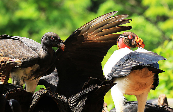 King vulture (sarcoramphe roi)
