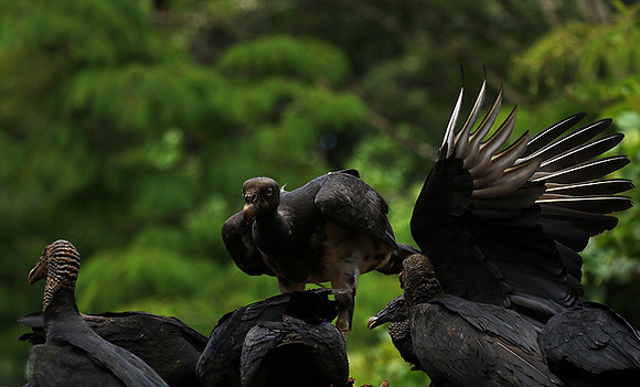 King vulture (sarcoramphe roi)