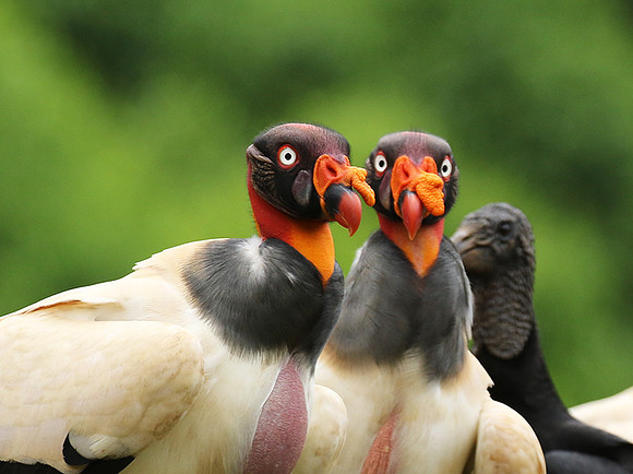 King vulture (sarcoramphe roi)