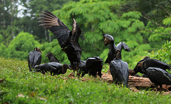 Black vultures