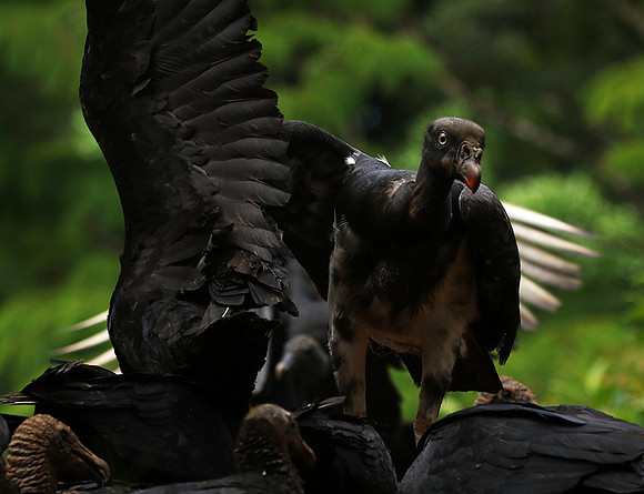King vulture (sarcoramphe roi)