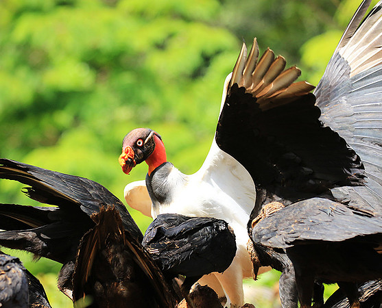 King vulture (sarcoramphe roi)