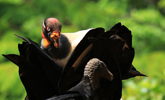 King vulture (sarcoramphe roi)