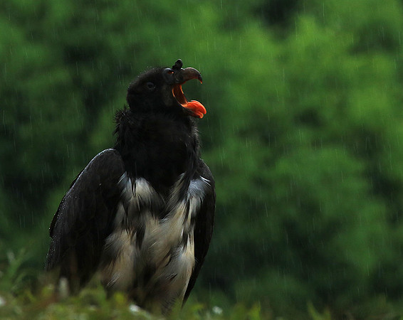 King vulture (sarcoramphe roi)