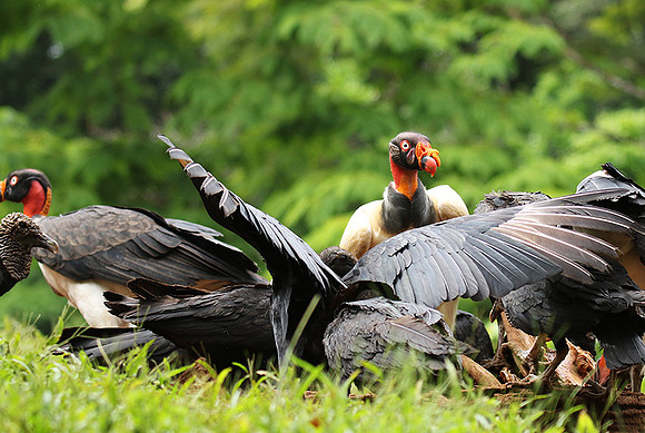 King vulture (sarcoramphe roi)