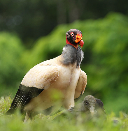 King vulture (sarcoramphe roi)