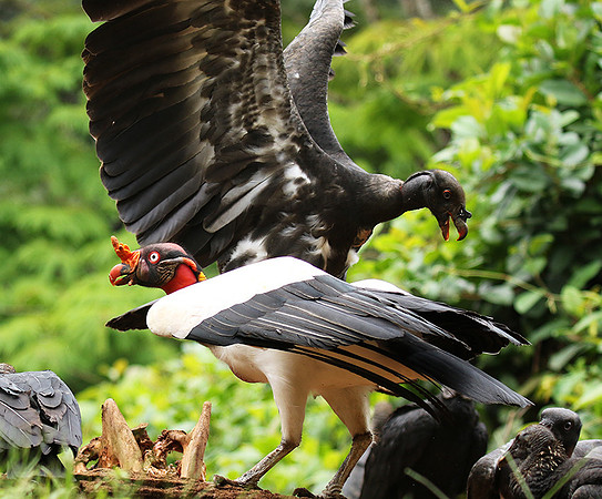 King vulture (sarcoramphe roi)