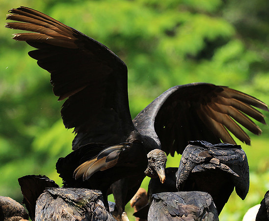 Black vulture
