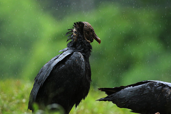 Black vultures