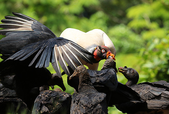 King vulture (sarcoramphe roi)