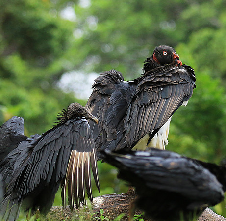 King vulture (sarcoramphe roi)