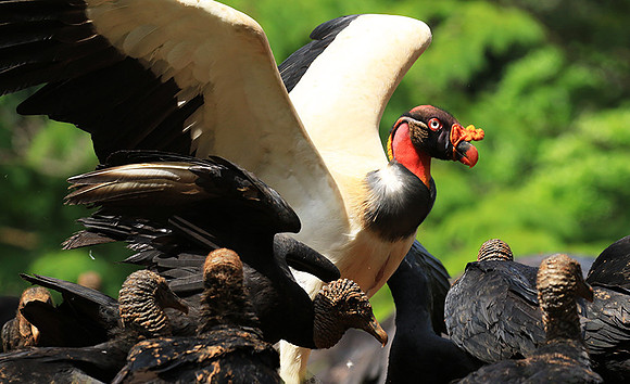 King vulture (sarcoramphe roi)