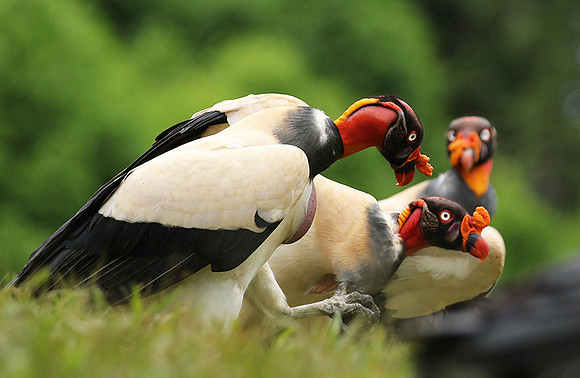 King vulture (sarcoramphe roi)