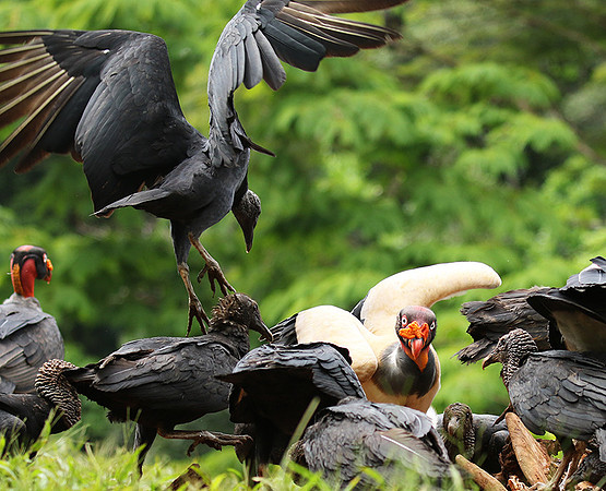 King vulture (sarcoramphe roi)