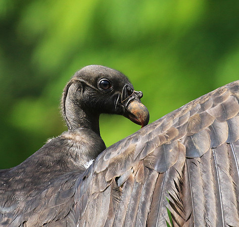 King vulture (sarcoramphe roi)