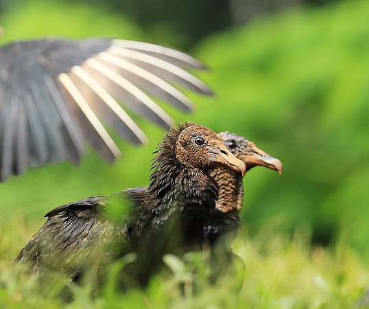 Black vulture