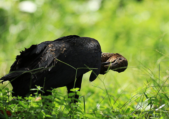 Black vulture